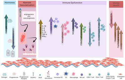 The vicious cycle of chronic endometriosis and depression—an immunological and physiological perspective